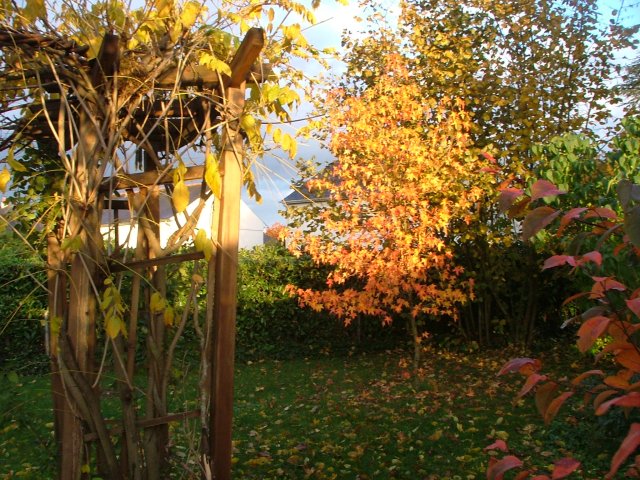 Le liquidambar et ses couleurs d'automne
